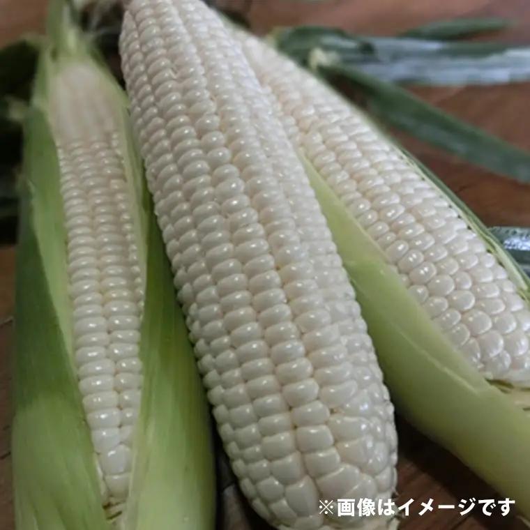 K1966【先行予約】【2026年6月下旬以降順次発送】糖度18度前後 白いとうもろこし「雪の妖精」約5kg入り 1000セット限定