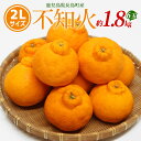 【ふるさと納税】不知火 2Lサイズ 6玉入り約1.8kg 国産 鹿児島県産 長島町産 不知火 柑橘類 スイーツ おやつ 果物 フルーツ 柑橘 みかん オレンジ【山上農園】yamagami-774