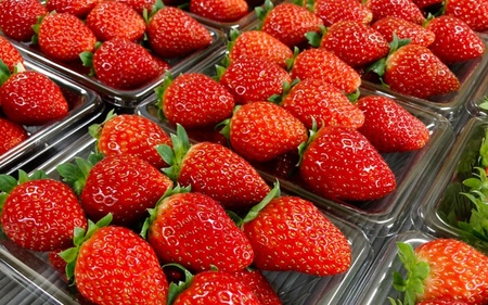 いちご 苺 まりひめ 和歌山 フルーツ 果物 くだもの / 【先行予約】特大まりひめ いちご 朝摘 6個～11個入り×4パック 2025年1月初旬～3月中旬頃に順次発送予定（お届け日指定不可）【kiy