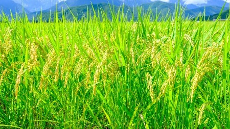 【定期便3か月連続お届け】神話の里／吉田町「うやま米」10kg(2kg×5)