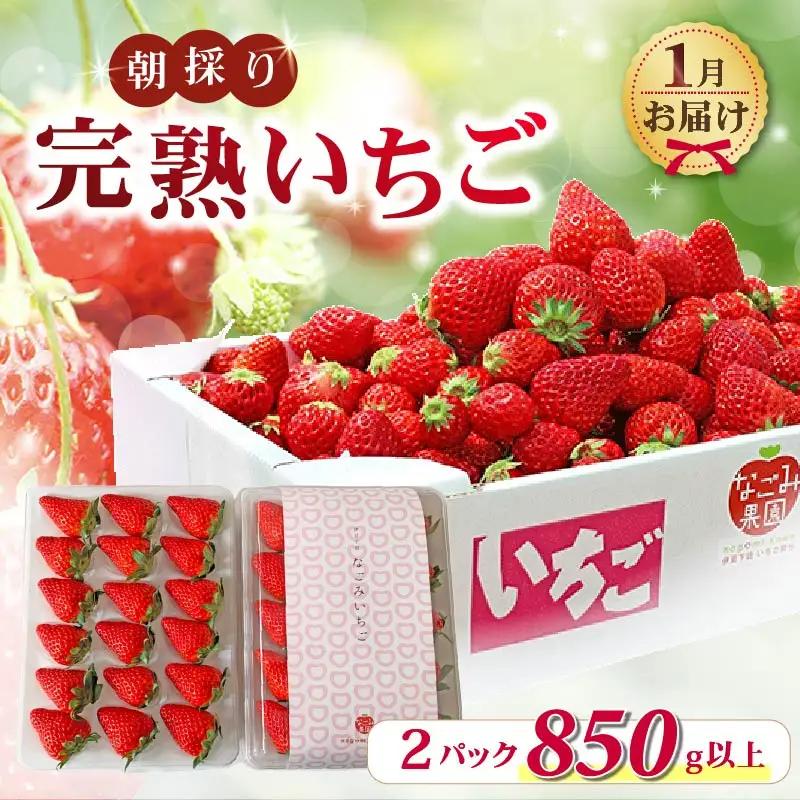 【2027年1月発送】いちご 完熟 紅ほっぺ 2パック