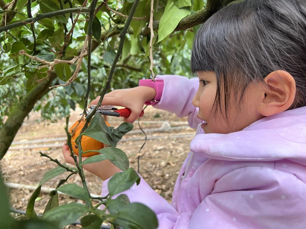 愛果28号 約3.3kg×3箱 ご家庭用 みかん 紅まどんなと同品種 柑橘 愛媛 【2026年11月下旬から順次発送予定】 先行予約 数量限定 人気 伊予市｜D61