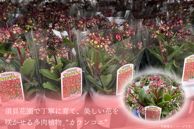 【2026年2月より順次発送】須貝花園 カランコエ 1鉢(7号鉢)｜カランコエ 花 季節の花 須貝花園 先行予約 茨城県 行方市(C-3)