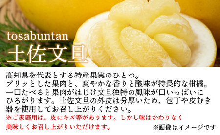 訳あり 土佐文旦 家庭用 約10kg - 果物 フルーツ 柑橘 高知県産 文旦 ぶんたん ブンタン 数量限定 期間限定 季節限定 『2024年1月下旬より順次配送』 ku-0023