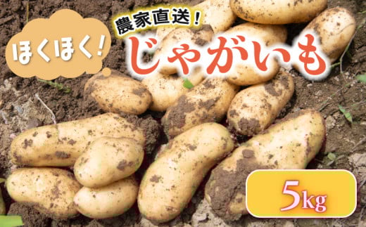 じゃがいも 5 kg 野菜 詰め合わせ ジャガイモ ヤサイ やさい 食材 新鮮 旬 産地直送 竜王産 滋賀県 竜王町 送料無料