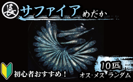 【メダカ】サファイア オス・メス ランダム 10匹 めだか