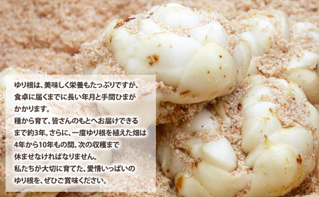 【2026年秋冬発送】甘くてホクホク！北海道富良野産 訳あり ゆり根【5kg】野菜 新鮮 直送