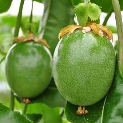 ふるさと納税 館山市 【先行受付】秀品パッションフルーツ 中玉8個入/2026年8月上旬〜9月中旬発送 |  | 02