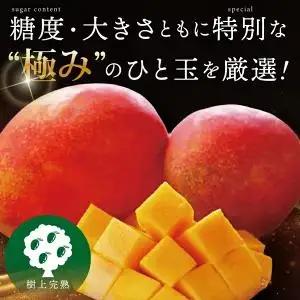 豊見城産マンゴー『殿内之宝(どぅんちのたから)・極』約1kg