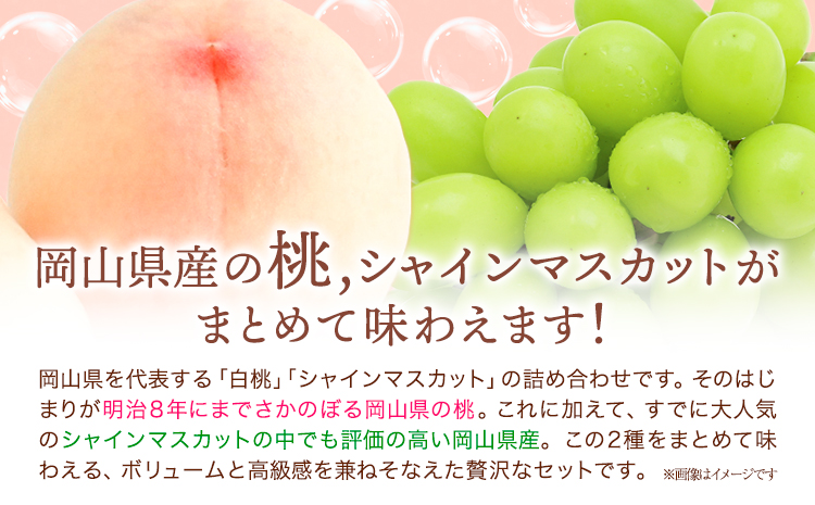 桃・シャインマスカット詰め合わせ 約1kg クール便 冷蔵便 桃 もも 葡萄 ブドウ ぶどうシャインマスカット マスカット フルーツ セット 先行予約 晴れの国おかやま館 《2024年8月下旬～9月中