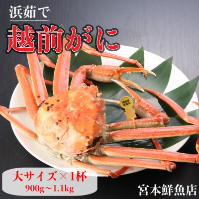 ふるさと納税 越前町 【2026年11月中旬頃より順次発送】《浜茹で》越前がに　大サイズ×1杯