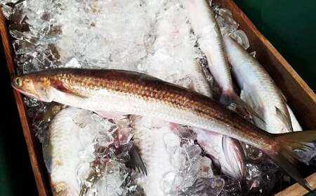 エソすり身 （はつ天） 500g×2袋 味付け済み（加熱調理用） すり身 魚肉 エソ 福岡県 岡垣町