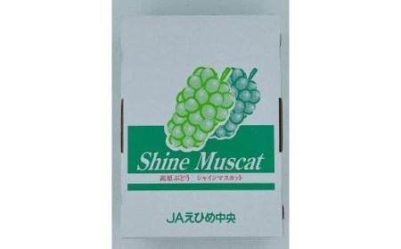 【先行予約 2026年8月下旬から順次発送】 松山市産 シャインマスカット 4～5房（1.8kg） ぶどう 葡萄 フルーツ 果物 産地直送 松山市産 フジ・アグリフーズ 期間限定 くだもの ブドウ 大