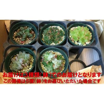 ふるさと納税 南房総市 多肉植物「ハオルチア 3種セット」 mi0034-0002 |  | 03