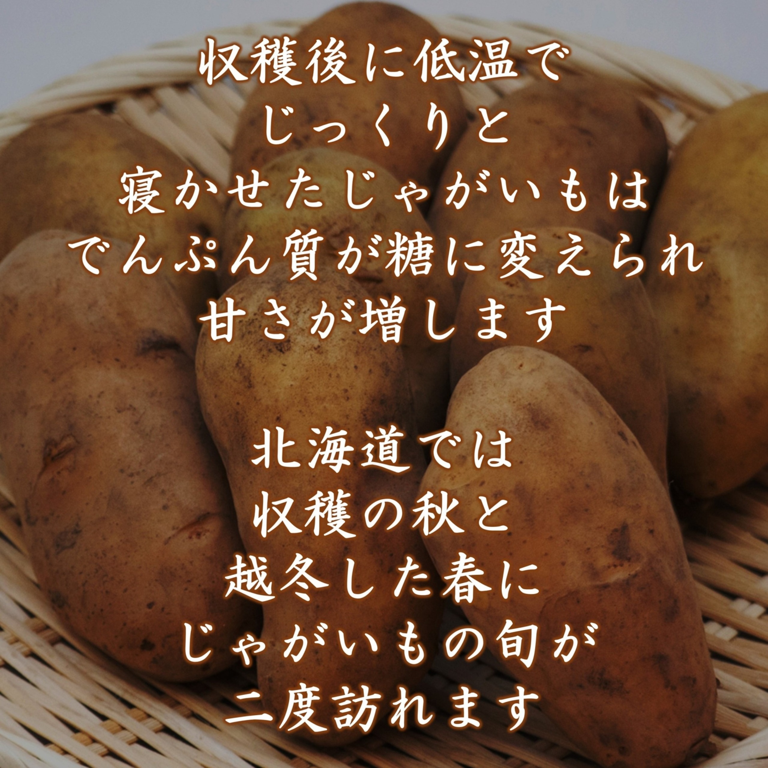 越冬十勝野じゃがいも詰合せセット10kg（きたあかり・メークイン）【2026年春出荷】（先行受付）［按田農場］
