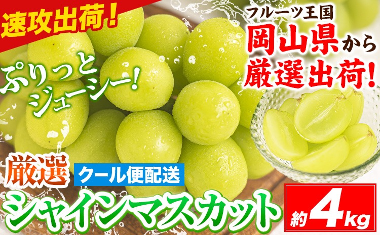 すぐ届く!!【スピード速攻出荷！ 3~7営業日発送】 シャインマスカット 岡山 約4kg 《3~7営業日以内に発送》 厳選 旬 ぶどう ブドウ 葡萄 マスカット 果物 フルーツ ギフト 岡山県 笠岡市 訳あり クール便 爽やか 贅沢---kasaoka_zsy_233_4---