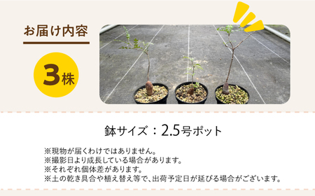 Operculicarya pachypus オペルクリカリア パキプス 3株 長与町/アグリューム[EAI163]