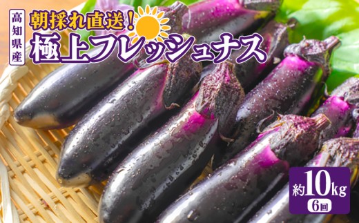 【6回定期便】 「優秀賞受賞なす」 約10kg 朝採れ 新鮮 旬 野菜 やさい 茄子 先行予約 期間限定 季節 料理 ごはん 高知県 農家直送 定期便 フレッシュ 採れたて 優秀賞 品評会 農産物 陽ざし 大地 即梱包 鮮度 衛生的 ツヤ ハリ 天敵農法 殺虫剤 減 自家製肥料 環境制御 CO2 管理 栽培 お竜 焼きなす 揚げ浸し 煮びたし カレー パスタ たたき 高知 安芸市 高知県