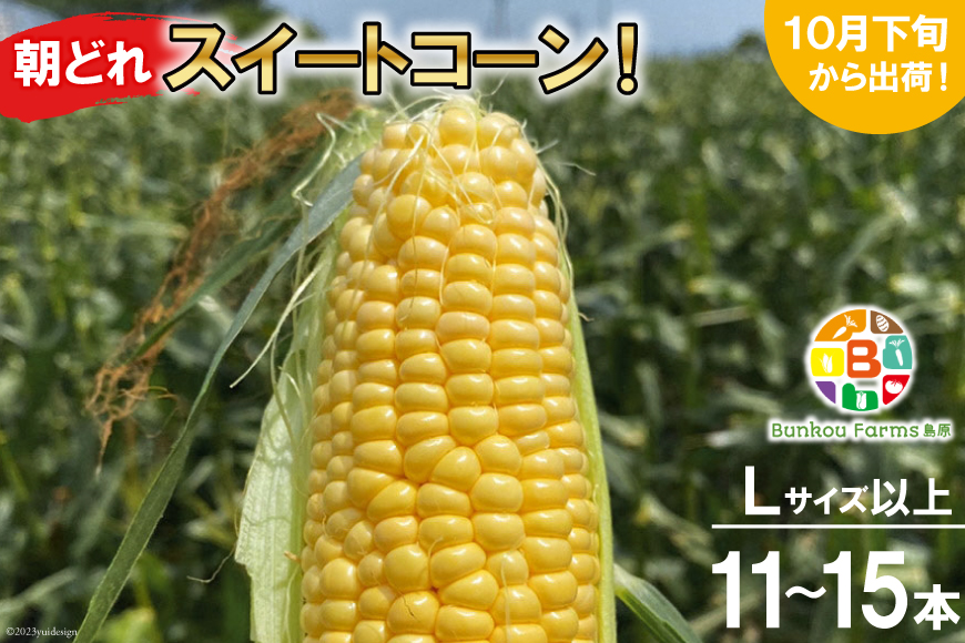 CF111 10月下旬から出荷！「朝どれスイートコーン！」Lサイズ以上×11～15本セット【全国的にも珍しい秋季出荷】
