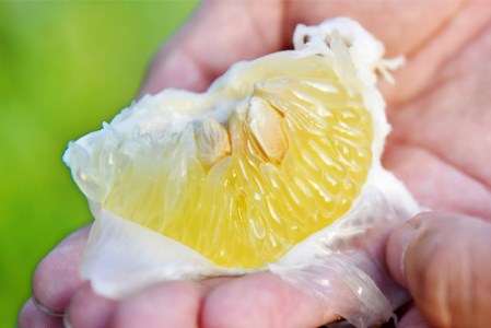 浜田巧の土佐文旦10kg家庭用