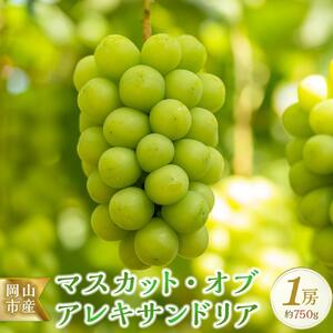 ＜2026年7月上旬～7月下旬発送＞岡山市産 マスカット・オブ・アレキサンドリア 1房 約750g ぶどう 葡萄