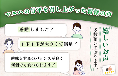 【先行予約】マルハ果樹園　甘平　4L～3L　8～10玉　ハウス栽培　＼超売れ筋商品／ 愛媛県 今治産　国産 高級フルーツ みかん 柑橘 フルーツ 果物　贈答用 かんぺい フルーツギフト 愛媛みかん 高