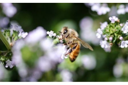 「国産 純粋 非加熱」平庭高原はちみつ（アカシア）200ｇ