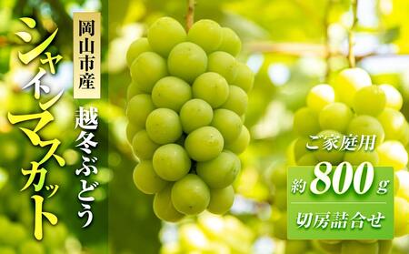 五果苑 越冬ぶどう【ご家庭用】 シャインマスカット 切房詰め合わせ 約800g | フルーツ 果物 くだもの シャインマスカット マスカット 岡山県産 国産 ご家庭用 フルーツ 果物 くだもの