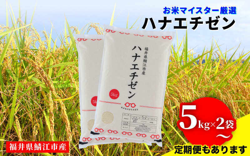 
【選べる配送回数！】令和6年産 ハナエチゼン [B-02029] / 米 白米 ごはん ご飯 コメ おにぎり お米 福井
