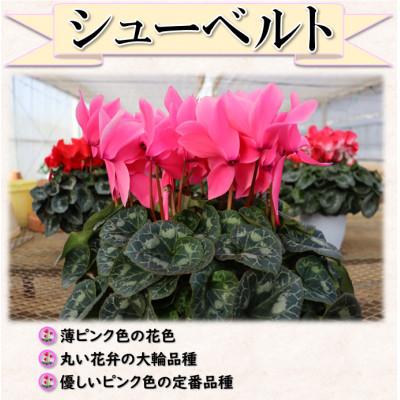 ふるさと納税 中島村 【先行予約】シクラメン6号鉢(シューベルト)　水野谷園芸 |  | 01