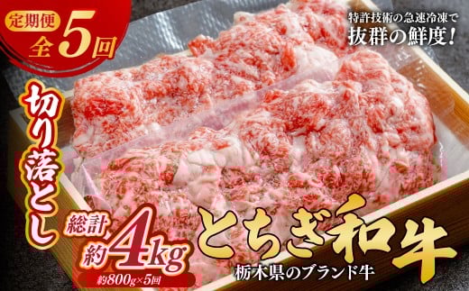 ＜定期便5回＞とちぎ和牛の切り落とし 800g × 5回 総計約4kg【栃木県共通返礼品】 | 牛肉 肉 お肉 産地直送 国産 切り落とし 牛丼 和牛 赤身 霜降り 希少 旨味 旨み 熟成 急速冷凍 テクニカン テクニカン社 スキンパック 真空パック 真空包装 コトラミートカルチャ 栃木県 茂木町