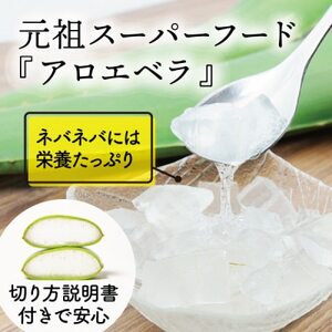 【食用】朝採り アロエベラ生葉 5kg(5枚～10枚)3年物  宮城県産_野菜   _【1461384】