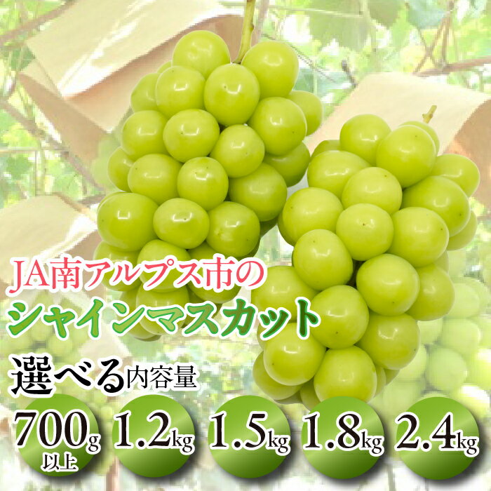 先行予約 シャインマスカット 約1.2kg 2024年産 皮ごと食べられる 種なしぶどう 5-1＜出荷時期：2024年9月上旬～10月中旬ごろ＞【先行予約 フルーツ ぶどう マスカット 山梨県 南アルプス市 】