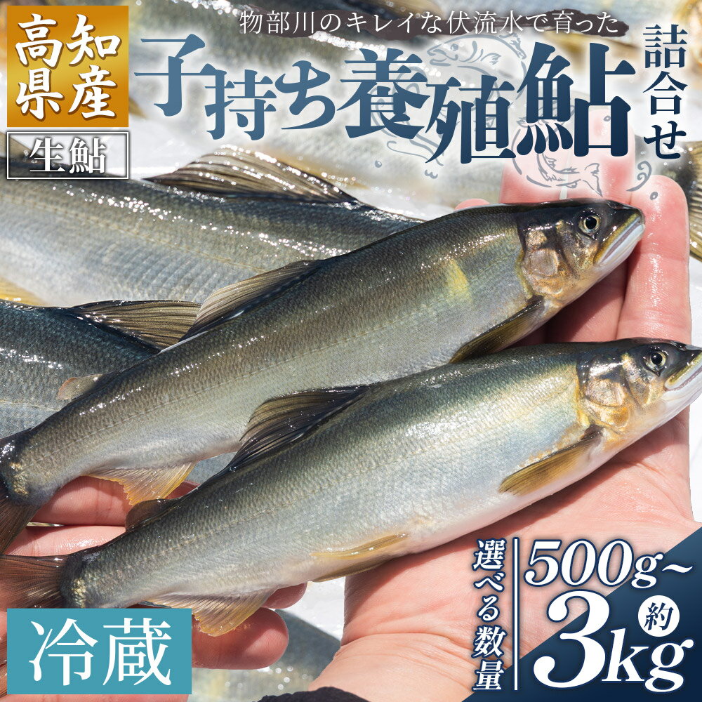 【ふるさと納税】【選べる内容量】高知県産 生子持ち鮎 500g~3kg 物部川のキレイな伏流水で育った 養殖鮎 詰合せ - 選べる 数量 国産 アユ あゆ 魚 魚介 海鮮 養殖 川魚 塩焼き 炊き込みご飯 鮎飯 カネミツ養鮎 高知県 香南市【冷蔵】