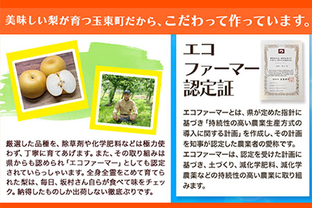 坂村梨園 玉東梨 熊本県玉名郡玉東町 約5kg(5～18玉前後) 梨 なし 果物 旬の梨 《8月中旬-11月上旬頃出荷》｜ブランド梨 人気梨 特産品梨 熊本県梨 玉東町梨 大人気返礼品