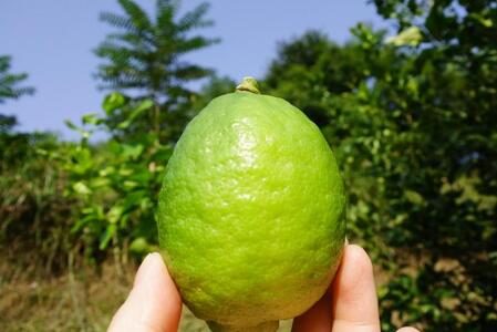 レモネード　900ml×3本セット