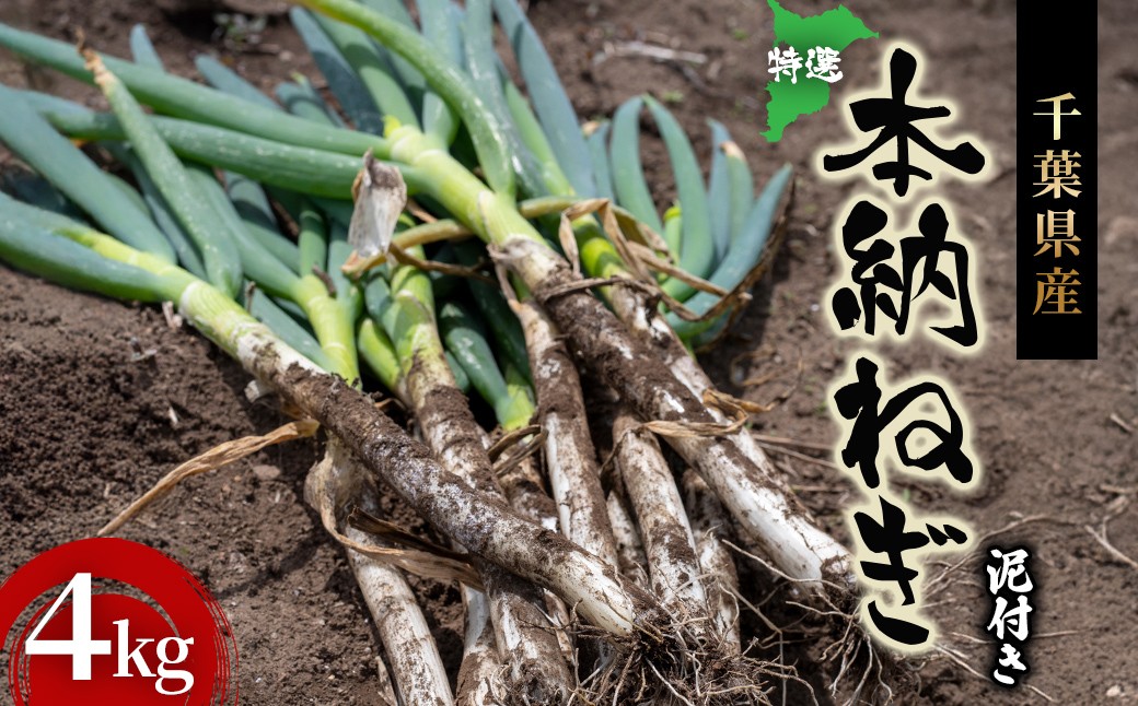
                  特選　本納ねぎ　泥つき ４kg ふるさと納税 ねぎ ネギ 葱 長ネギ 泥つき 鍋 お鍋 千葉県 茂原市 送料無料 MBAE002
                