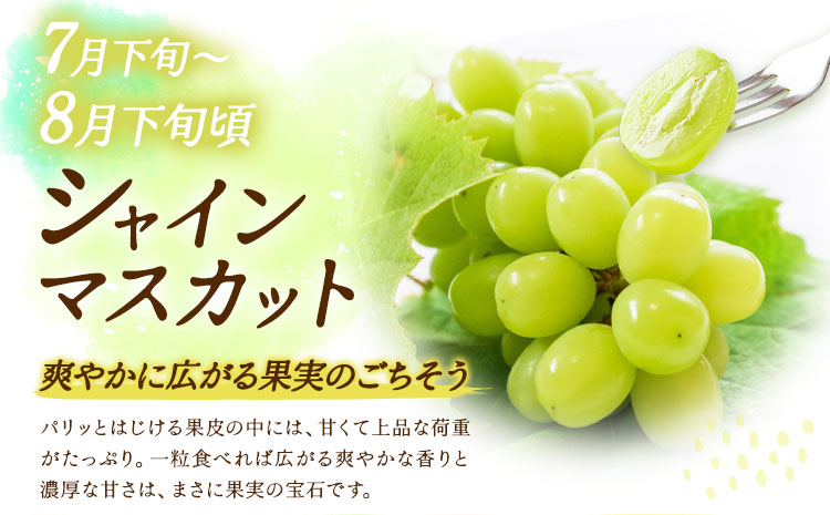 【5回定期便】旬のフルーツ定期便 いちご メロン 梨 シャインマスカット 柿 日本フルーツ株式会社《2027年1月中旬-11月中旬頃出荷》熊本県 菊池市 果物 くだもの フルーツ デザート---308
