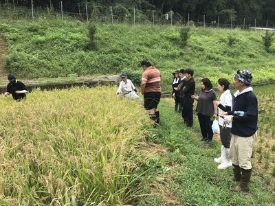 曽爾 水田サポーター制度 繋（つなぎ）​稲刈りコース ​( 2026年度お申込み用 ) // 田んぼオーナー お米オーナー 景観保護 米作り 水田作業 田植え 交流会 玄米3kg 体験 経験