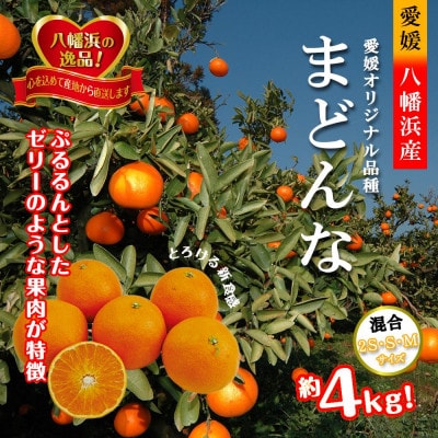 2025年11月発送開始　ぷるぷる新食感「マドンナ」約4kg　【C39−31】【1149494】