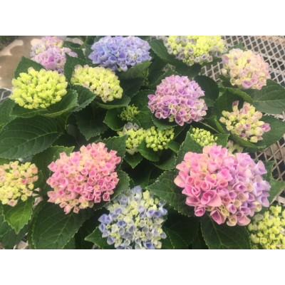 ふるさと納税 朝日町 あじさい　ハイドランジア(マジカルレボリューション)6号鉢(直径18cm)× 1鉢 |  | 02