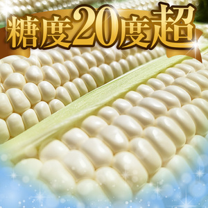 【先行予約】トウモロコシ王子の「美白の甘姫」8本 | とうもろこし トウモロコシ 白トウモロコシ 白とうもろこし 野菜 スイーツ 甘い 栃木県 真岡市 送料無料