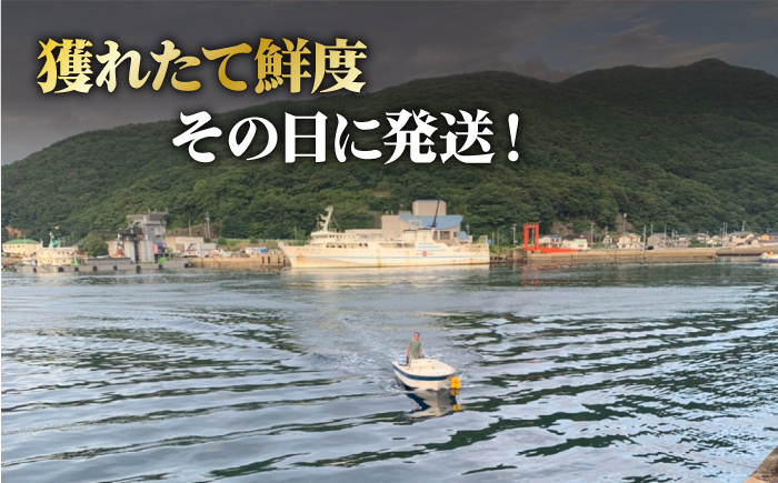 【その日に獲れたものをその日に発送！】 鮮度抜群 新上五島町産 活サザエ 殻付き2kg【ひまわり】 [RBK001]