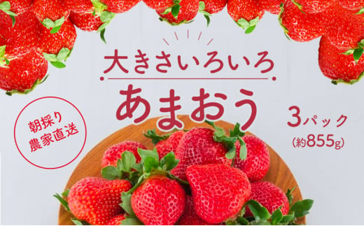 
いちご あまおう サイズ いろいろ 3パック（約855g）朝倉限定 イチゴ 苺 果物 フルーツ 配送不可：離島
