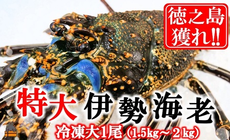 新鮮なまますぐ冷凍!!徳之島産冷凍“特大”伊勢海老1尾（1.5kg以上） （ 伊勢えび イセエビ 伊勢えび 伊勢エビ えび エビ 海老 鍋 海産物 ）