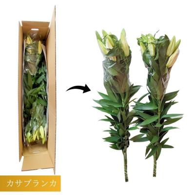 ふるさと納税 十日町市 【規格外品】カサブランカ(5本束×2) |  | 03