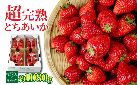 いちご【3月以降発送】朝採れとちあいか レギュラーサイズ 約270g × 4パック 合計 約1080g |イチゴ いちご