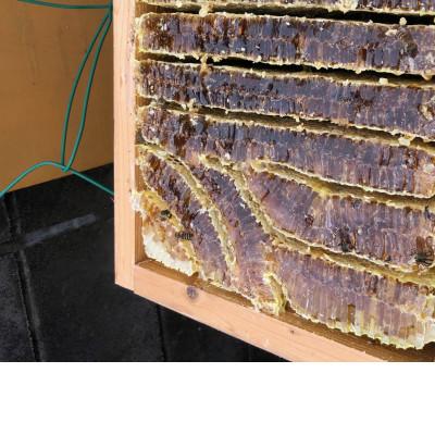 ふるさと納税 稲沢市 日本みつばち　自然の恵み　はちみつ　和 |  | 01