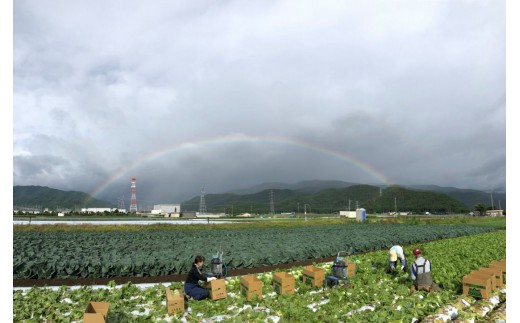 【2026年先行予約】 極甘スイートコーン 2L級・3L級おまかせ6本 約2.5kg （高原野菜の名産地　信州しおじり洗馬産）【7月末～8月中旬にかけて順次発送予定】| 野菜 とうもろこし トウモロコシ スイートコーン イエロー種 洗馬 朝採り 長野県 塩尻市