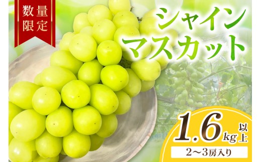 シャインマスカット ぶどう 先行予約  1.6kg以上（2～3房入り）（2026年9月上旬～発送）　フルーツ 果物 くだもの シャインマスカット ぶどう ブドウ 葡萄 贈り物 京都 京丹後産　FK00018